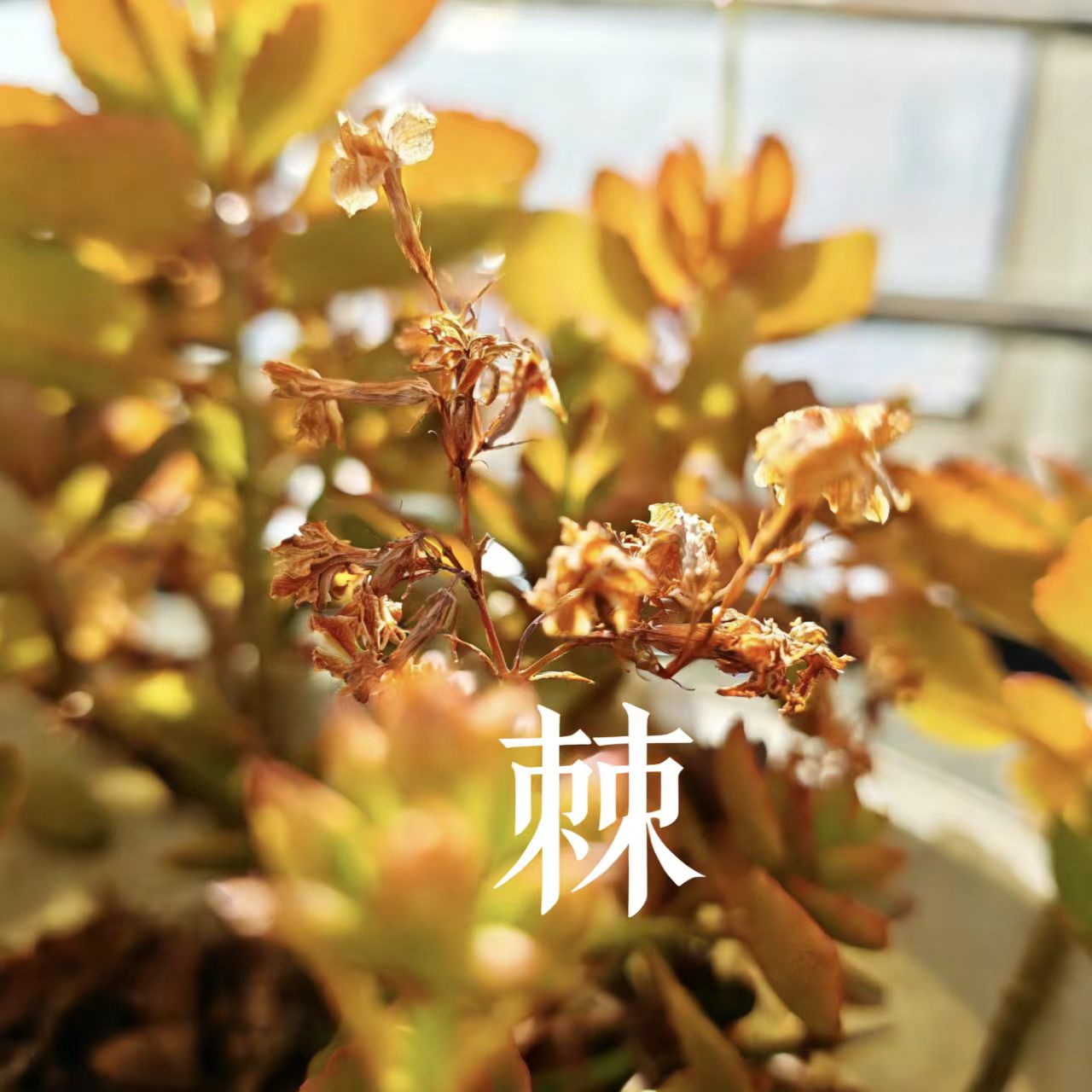 棘 封面